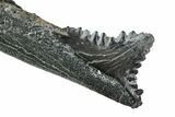 Bizarre Edestus Shark Tooth In Jaw Section - Carboniferous #238485-1